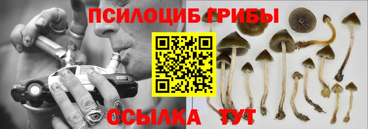 Псилоцибиновые грибы Cubensis  Вход с VPN  Сухой Лог 